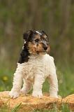 FOX TERRIER 526